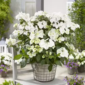 Hydrangea 'Runaway Bride'